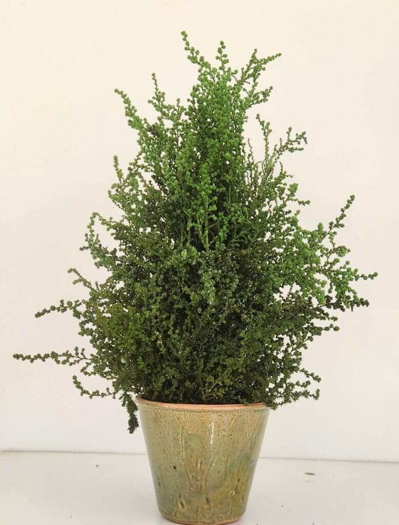 How To Keep Christmas Tree In Pot at Debra Garcia blog