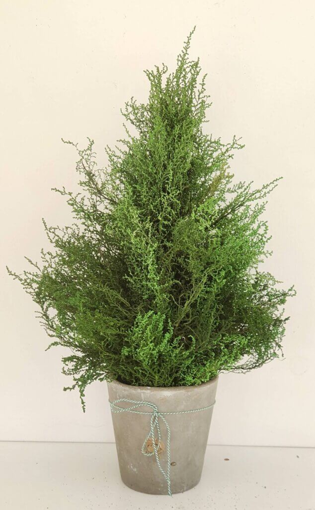 What Does Christmas Tree Mean In Slang at Ralph Clontz blog