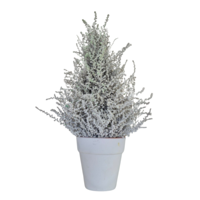 White slangbos Christmas tree