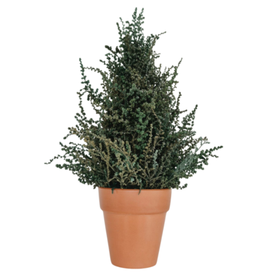 Green Slangbos Christmas tree