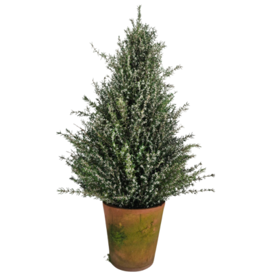 Snow Christmas tree on pot